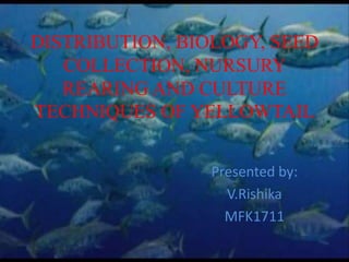 DISTRIBUTION, BIOLOGY, SEED
COLLECTION, NURSURY
REARING AND CULTURE
TECHNIQUES OF YELLOWTAIL
Presented by:
V.Rishika
MFK1711
 