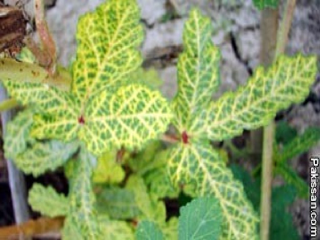 Yellow vein mosaic of bhindi