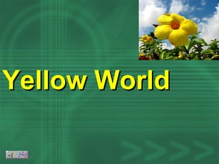 Yellow World 