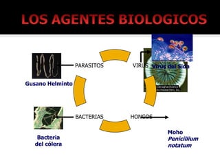 PARASITOS   VIRUS Virus del Sida


Gusano Helminto




                  BACTERIAS   HONGOS

                                          Moho
    Bacteria                              Penicillium
   del cólera                             notatum
 