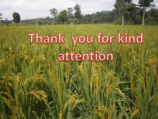 Assessing Sustainability of Swiddens systems in Tropical Forest Margins