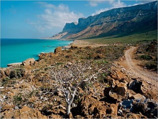 A estranha vegetação de SOCOTRA, arquipélago do Iémen 