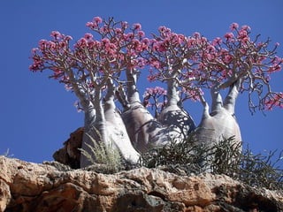 Socotra 