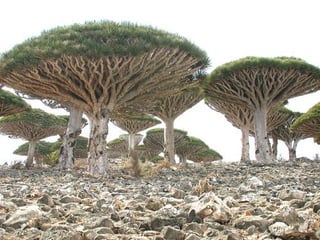 Socotra 