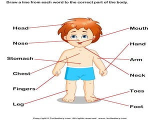 body parts and practice | PPTX