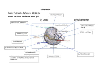 EQUİDEA GASTER (MİDE) | DOCX