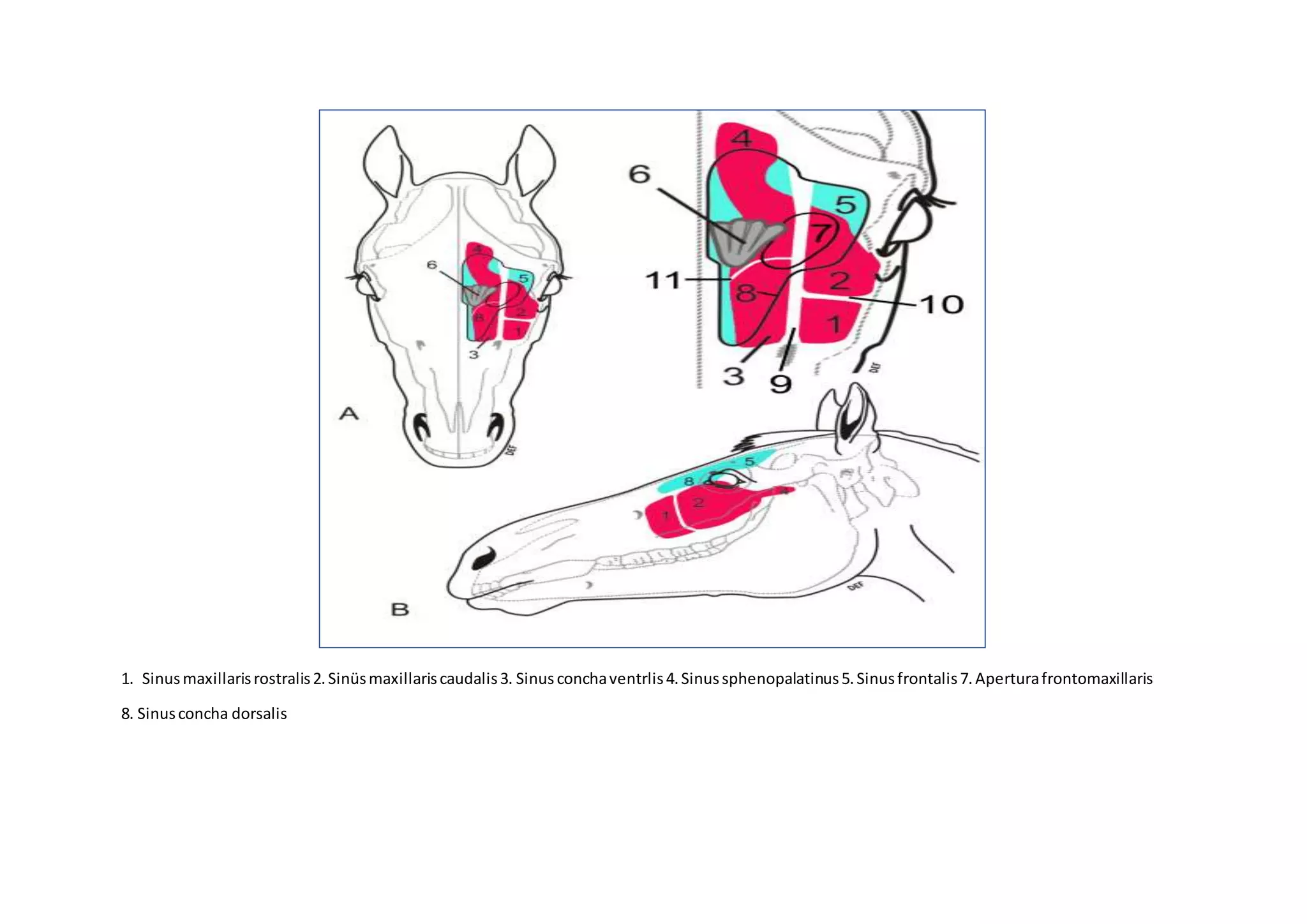 Equidea Sinus Paranasales | DOCX