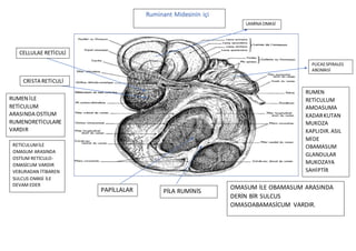 RUMİNANT GASTER (MİDE) | DOCX