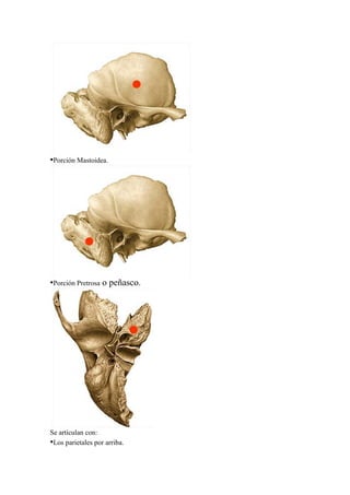 •Porción Mastoidea.
•Porción Pretrosa o peñasco.
Se articulan con:
•Los parietales por arriba.
 