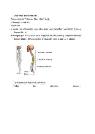 Éstas están distribuidas así:
7 cervicales (la 1ª llamada Atlas y la 2ª Axis)
12 dorsales o torácicas
5 lumbares
5 sacras (sin articulación entre ellas pues están fundidas y componen el hueso
llamado Sacro)
4 coccígeas (sin articulación entre ellas pues están fundidas y componen el hueso
llamado cóccix - tampoco existe articulación entre el sacro y el cóccix.
Caracteres comunes de las vértebras
Todas las vértebras tienen:
 