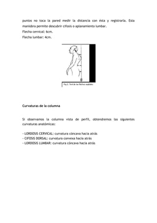 puntos no toca la pared medir la distancia con ésta y registrarla. Esta
maniobra permite descubrir cifosis o aplanamiento lumbar.
Flecha cervical: 6cm.
Flecha lumbar: 4cm.
Curvaturas de la columna
Si observamos la columna vista de perfil, obtendremos las siguientes
curvaturas anatómicas:
- LORDOSIS CERVICAL: curvatura cóncava hacia atrás
- CIFOSIS DORSAL: curvatura convexa hacia atrás
- LORDOSIS LUMBAR: curvatura cóncava hacia atrás
 