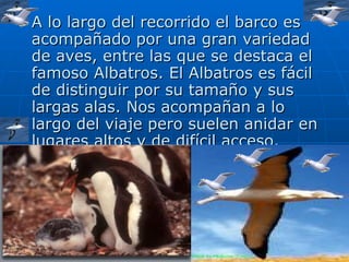 A lo largo del recorrido el barco es acompañado por una gran variedad de aves, entre las que se destaca el famoso Albatros. El Albatros es fácil de distinguir por su tamaño y sus largas alas. Nos acompañan a lo largo del viaje pero suelen anidar en lugares altos y de difícil acceso. 