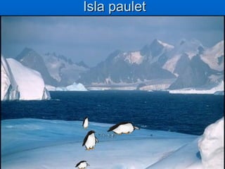 Isla paulet 