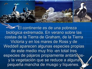        El continente es de una pobreza biológica extremada. En verano sobre las costas de la Tierra de Graham, de la Tierra Victoria y en los mares de Ross y de Weddell aparecen algunas especies propias de este medio muy frío -en total tres especies de pájaros propiamente antárticos- y la vegetación que se reduce a alguna pequeña mancha de musgo y líquenes.  