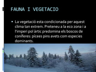 FAUNA I VEGETACIO
 La vegetació esta condicionada per aquest
clima tan extrem. Preteneu a la eco zona i a
l’imperi pol àrtic predomina els boscos de
coníferes: pícees pins avets com especies
dominants.
 