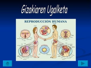 Gizakiaren Ugalketa 