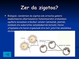 Zer da zigotoa? Biologian, izendatzen da zigotoa edo arrautza gameto maskulinoaren elkartasunaren femeninoarekin erakundeen ugalketa sexualean ordezkari zelulari (animaliak, plantak, onddoak eta eukariotiko zelulabakarrak batzuk). Haren zitoplasma eta haren organuluak dira beti jatorriko amaldekoa obuluaren jokabidera. 