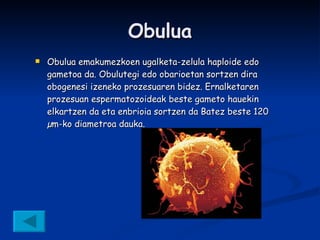 Obulua Obulua emakumezkoen ugalketa-zelula haploide edo gametoa da. Obulutegi edo obarioetan sortzen dira obogenesi izeneko prozesuaren bidez. Ernalketaren prozesuan espermatozoideak beste gameto hauekin elkartzen da eta enbrioia sortzen da Batez beste 120 µm-ko diametroa dauka.   