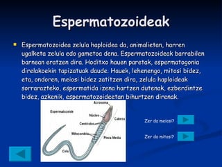 Espermatozoideak Espermatozoidea zelula haploidea da, animalietan, harren ugalketa zelula edo gametoa dena. Espermatozoideak barrabilen barnean eratzen dira. Hoditxo hauen paretak, espermatogonia direlakoekin tapizatuak daude. Hauek, lehenengo, mitosi   bidez, eta, ondoren, meiosi bidez zatitzen dira, zelula haploideak sorrarazteko, espermatida izena hartzen dutenak, ezberdintze bidez, azkenik, espermatozoideetan bihurtzen direnak. Zer da meiosi? Zer da mitosi? 