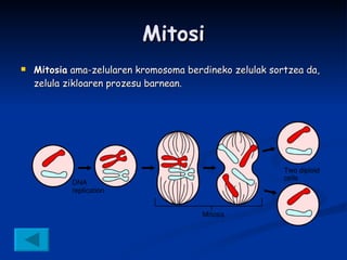 Mitosi Mitosia  ama-zelularen kromosoma berdineko zelulak sortzea da, zelula zikloaren prozesu barnean.  