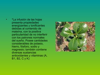 *La infusión de las hojas presenta propiedades energizantes y tonificantes debidas al contenido de mateína, con la positiva particularidad de no interferir con los patrones normales del sueño. Posee cantidades considerables de potasio, hierro, fósforo, sodio y magnesio; también contiene diversas sustancias antioxidantes y vitaminas (A, B1, B2, C y K)
