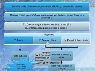 Biogrupos:1A (No asociada a enfermedad en ser humano).IB,2,3,4 y5 Patogenos.Diarreas humanas y otrasPeste BubónicaEgipto 541 a.c1320 Europa1860 ChinaMuy virulento Causa Enf. sistémicaRara vez se aíslan en sangre