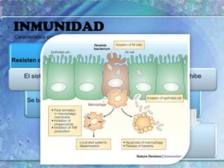 INMUNIDADCaracterística común para especies patógenas de Yersinia: El sistema de secreción tipo II también inhibe citocinas Inhibe respuesta Inflamatoria a la infección
