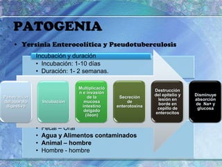 PATOGENIAYersiniaEnterocolítica y Pseudotuberculosis