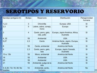 SEROTIPOS Y RESERVORIO