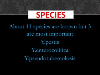 About 11 species are known but 3
are most important
Y.pestis
Y.enterocolitica
Y.pseudotubercolosis
SPECIES
 