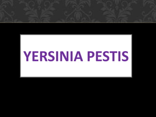 YERSINIA PESTIS
 