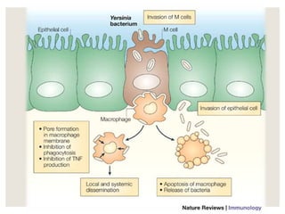 Urease Yersinia Yersinia | PPTX