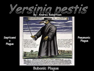 Yersinia pestis By: Andrea Robertson Septicemic Plague Pneumonic  Plague Bubonic Plague 