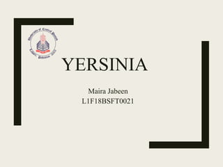 YERSINIA
Maira Jabeen
L1F18BSFT0021
 