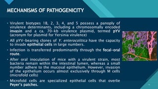 Click to edit Master title style
14
MECHANISMS OF PATHOGENICITY
14
• Virulent biotypes 1B, 2, 3, 4, and 5 possess a panoply of
virulence determinants, including a chromosomally encoded
invasin and a ca. 70-kb virulence plasmid, termed pYV
(acronym for plasmid for Yersinia virulence)
• All pYV-bearing clones of Y. enterocolitica have the capacity
to invade epithelial cells in large numbers.
• Infection is transferred predominantly through the fecal-oral
route.
• After oral inoculation of mice with a virulent strain, most
bacteria remain within the intestinal lumen, whereas a small
number adhere to the mucosal epithelium. However, invasion
of the epithelium occurs almost exclusively through M cells
(microfold cells)
• Microfold cells are specialized epithelial cells that overlie
Peyer’s patches.
 