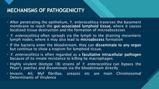 Click to edit Master title style
15
MECHANISMS OF PATHOGENICITY
15
• After penetrating the epithelium, Y. enterocolitica traverses the basement
membrane to reach the gut-associated lymphoid tissue, where it causes
localized tissue destruction and the formation of microabscesses
• Y. enterocolitica often spreads via the lymph to the draining mesenteric
lymph nodes, where it may also lead to microabscess formation
• If the bacteria enter the bloodstream, they can disseminate to any organ
but continue to show a tropism for lymphoid tissue.
• Y. enterocolitica is often regarded as a facultative intracellular pathogen
because of its innate resistance to killing by macrophages.
• Highly virulent (biotype 1B) strains of Y. enterocolitica can bypass the
Peyer’s patches and disseminate via the bloodstream directly
• Invasin, Ail, Myf fibrillae, ureases etc are main Chromosomal
Determinants of Virulence
 