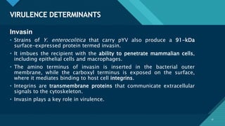 Click to edit Master title style
16
VIRULENCE DETERMINANTS
16
Invasin
• Strains of Y. enterocolitica that carry pYV also produce a 91-kDa
surface-expressed protein termed invasin.
• It imbues the recipient with the ability to penetrate mammalian cells,
including epithelial cells and macrophages.
• The amino terminus of invasin is inserted in the bacterial outer
membrane, while the carboxyl terminus is exposed on the surface,
where it mediates binding to host cell integrins.
• Integrins are transmembrane proteins that communicate extracellular
signals to the cytoskeleton.
• Invasin plays a key role in virulence.
 