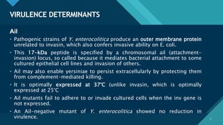 Click to edit Master title style
17
VIRULENCE DETERMINANTS
17
Ail
• Pathogenic strains of Y. enterocolitica produce an outer membrane protein
unrelated to invasin, which also confers invasive ability on E. coli.
• This 17-kDa peptide is specified by a chromosomal ail (attachment-
invasion) locus, so called because it mediates bacterial attachment to some
cultured epithelial cell lines and invasion of others.
• Ail may also enable yersiniae to persist extracellularly by protecting them
from complement-mediated killing.
• It is optimally expressed at 37°C (unlike invasin, which is optimally
expressed at 25°C
• Ail mutants fail to adhere to or invade cultured cells when the inv gene is
not expressed.
• An Ail-negative mutant of Y. enterocolitica showed no reduction in
virulence.
 