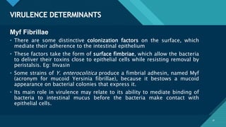 Click to edit Master title style
18
VIRULENCE DETERMINANTS
18
Myf Fibrillae
• There are some distinctive colonization factors on the surface, which
mediate their adherence to the intestinal epithelium
• These factors take the form of surface fimbriae, which allow the bacteria
to deliver their toxins close to epithelial cells while resisting removal by
peristalsis. Eg: Invasin
• Some strains of Y. enterocolitica produce a fimbrial adhesin, named Myf
(acronym for mucoid Yersinia fibrillae), because it bestows a mucoid
appearance on bacterial colonies that express it.
• Its main role in virulence may relate to its ability to mediate binding of
bacteria to intestinal mucus before the bacteria make contact with
epithelial cells.
 