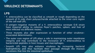Click to edit Master title style
19
VIRULENCE DETERMINANTS
19
LPS
• Y. enterocolitica can be classified as smooth or rough depending on the
amount of O-side chain polysaccharide attached to the inner core region
of the cell wall LPS.
• O-antigen-negative mutants of a Y. enterocolitica serotype O:8 strain
have impaired ability to colonize Peyer’s patches, spleen, and liver of
mice infected via different routes.
• These mutants also alter expression or function of other virulence-
associated determinants.
• The outer core region of LPS plays a role in maintaining outer membrane
integrity and may contribute to the resistance of Y. enterocolitica to
bactericidal peptides in host tissues and macrophages.
• Smooth LPS may also enhance virulence by increasing bacterial
hydrophilicity and thus facilitate their passage through the mucous
secretions that line the intestinal epithelium.
 