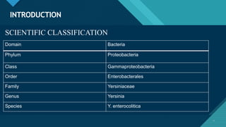 Click to edit Master title style
2
INTRODUCTION
2
Domain Bacteria
Phylum Proteobacteria
Class Gammaproteobacteria
Order Enterobacterales
Family Yersiniaceae
Genus Yersinia
Species Y. enterocolitica
SCIENTIFIC CLASSIFICATION
 