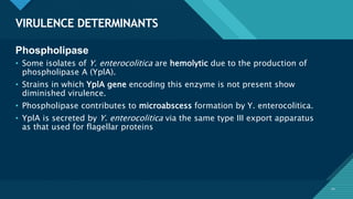 Click to edit Master title style
20
VIRULENCE DETERMINANTS
20
Phospholipase
• Some isolates of Y. enterocolitica are hemolytic due to the production of
phospholipase A (YplA).
• Strains in which YplA gene encoding this enzyme is not present show
diminished virulence.
• Phospholipase contributes to microabscess formation by Y. enterocolitica.
• YplA is secreted by Y. enterocolitica via the same type III export apparatus
as that used for flagellar proteins
 