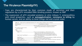 Click to edit Master title style
23
The Virulence Plasmid(pYV)
23
• Yops are characterized by their common mode of secretion and their
regulation by a pYV-encoded DNA-binding protein, known as VirF
• The expression of pYV-encoded proteins in vitro imbues Y. enterocolitica
with novel properties, such as autoagglutination, resistance to killing by
human serum, and an ability to bind Congo red and crystal violet
 