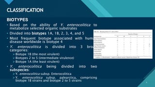 Click to edit Master title style
6
CLASSIFICATION
6
BIOTYPES
• Based on the ability of Y. enterocolitica to
metabolize selected organic substrates
• Divided into biotypes 1A, 1B, 2, 3, 4, and 5
• Most frequent biotype associated with human
disease worldwide is biotype 4
• Y. enterocolitica is divided into 3 broad
categories:
 Biotype 1B (the most virulent)
 Biotypes 2 to 5 (intermediate virulence)
 Biotype 1A (the least virulent)
• Y. enterocolitica being divided into two
subspecies:
 Y. enterocolitica subsp. Enterocolitica
 Y. enterocolitica subsp. palearctica, comprising
biotype 1B strains and biotype 2 to 5 strains
 