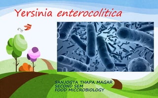Yersinia enterocolitica
SANJOGTA THAPA MAGAR
SECOND SEM
FOOD MICCROBIOLOGY
 
