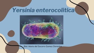 Biol. Maria del Socorro Gomez Dorantes
Yersinia enterocolitica
 