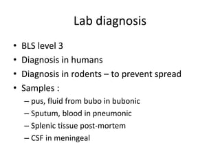 Lab diagnosis
• BLS level 3
• Diagnosis in humans
• Diagnosis in rodents – to prevent spread
• Samples :
– pus, fluid from bubo in bubonic
– Sputum, blood in pneumonic
– Splenic tissue post-mortem
– CSF in meningeal
 