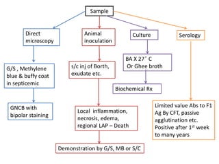 Sample
G/S , Methylene
blue & buffy coat
in septicemic
GNCB with
bipolar staining
CultureDirect
microscopy
BA X 27 ̊ C
Or Ghee broth
Animal
inoculation
s/c inj of Borth,
exudate etc.
Local inflammation,
necrosis, edema,
regional LAP – Death
Demonstration by G/S, MB or S/C
Serology
Limited value Abs to F1
Ag By CFT, passive
agglutination etc.
Positive after 1st week
to many years
Biochemical Rx
 