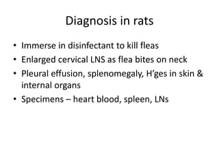 Diagnosis in rats
• Immerse in disinfectant to kill fleas
• Enlarged cervical LNS as flea bites on neck
• Pleural effusion, splenomegaly, H’ges in skin &
internal organs
• Specimens – heart blood, spleen, LNs
 