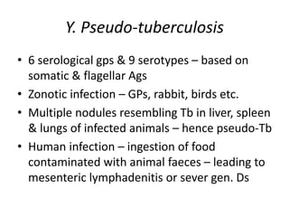 Y. Pseudo-tuberculosis
• 6 serological gps & 9 serotypes – based on
somatic & flagellar Ags
• Zonotic infection – GPs, rabbit, birds etc.
• Multiple nodules resembling Tb in liver, spleen
& lungs of infected animals – hence pseudo-Tb
• Human infection – ingestion of food
contaminated with animal faeces – leading to
mesenteric lymphadenitis or sever gen. Ds
 